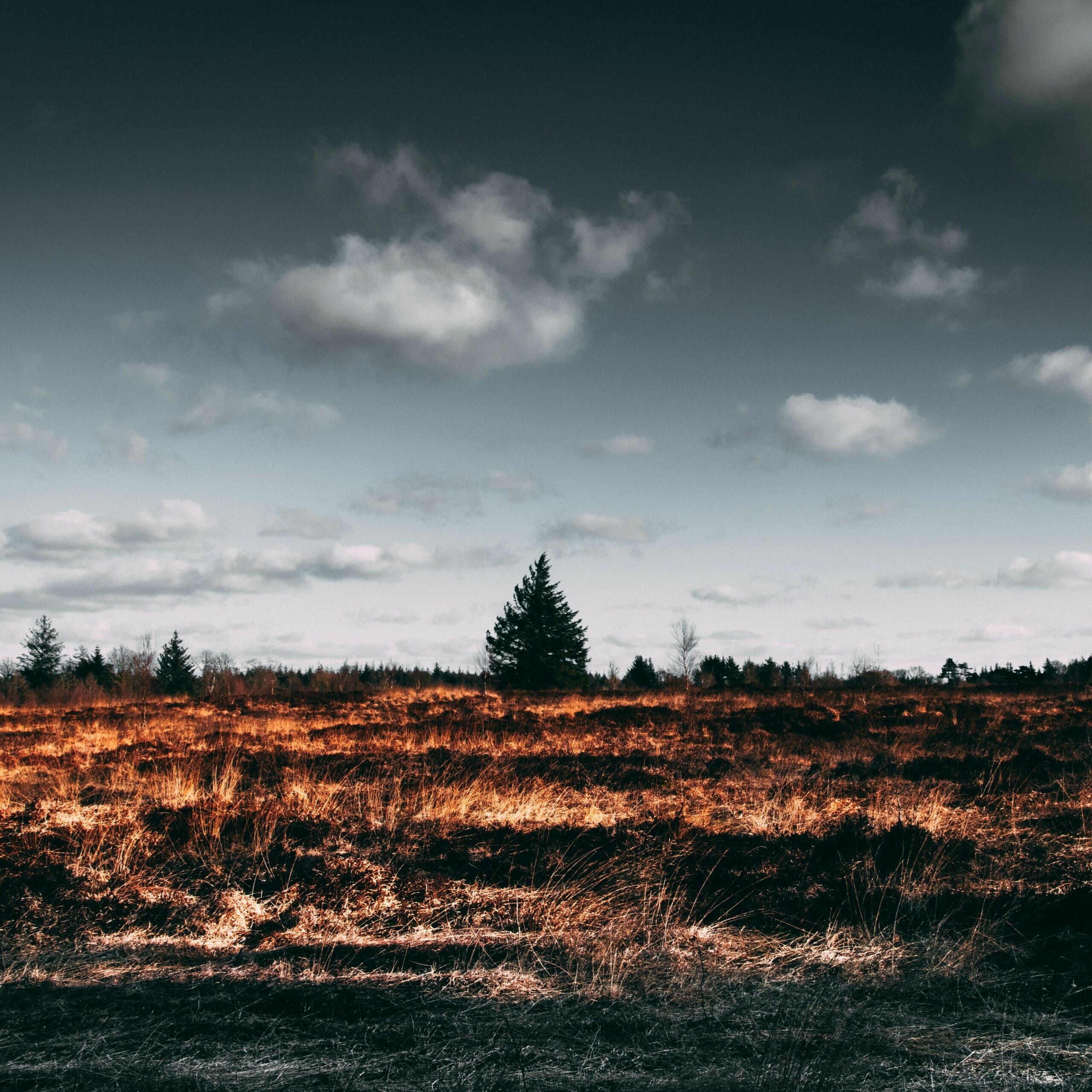 BarrenBurnedLand_SQUARE-scaled.jpg?w=1024&h=1024&scale