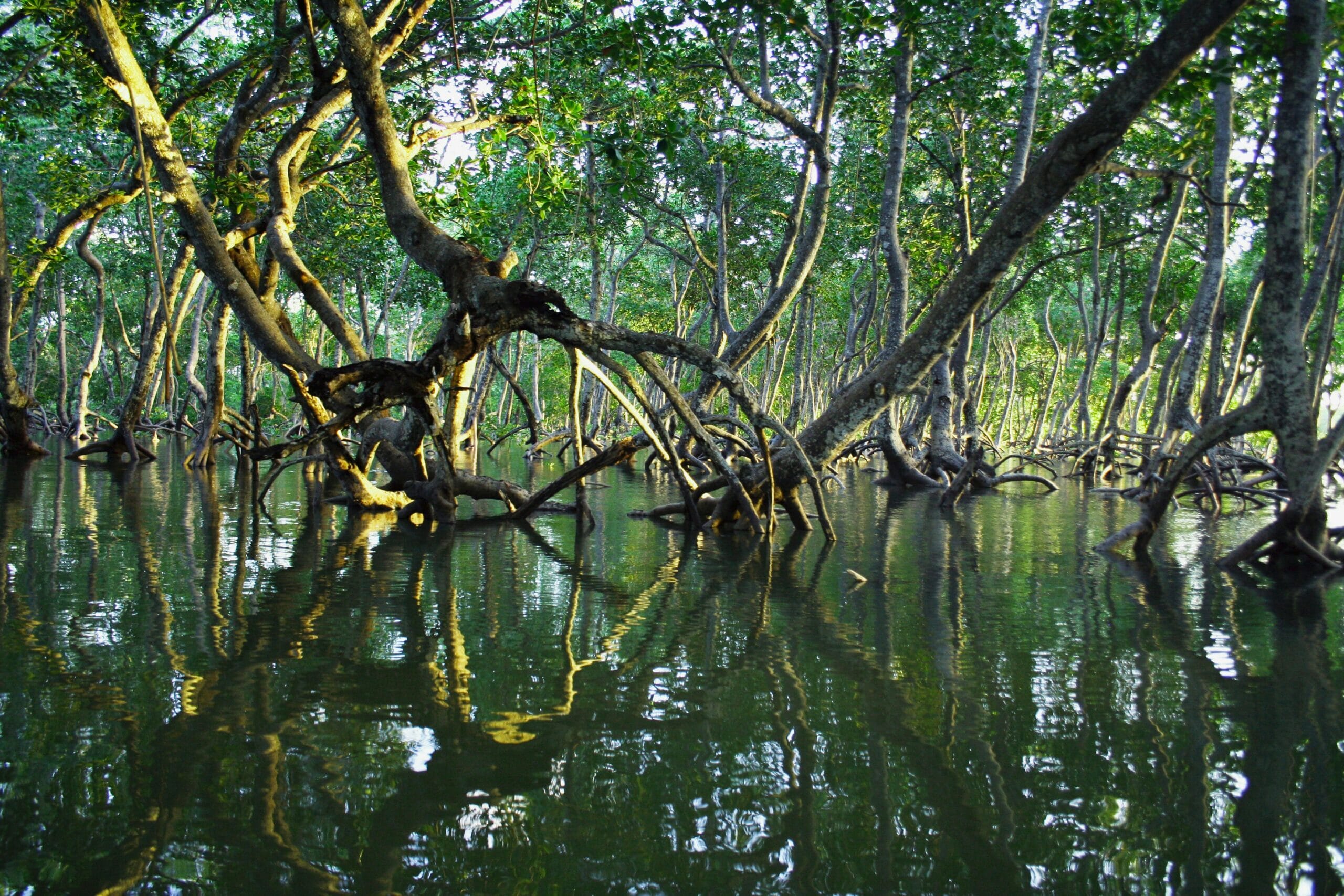 Mangroves3-scaled.jpg?w=1024&h=683&scale