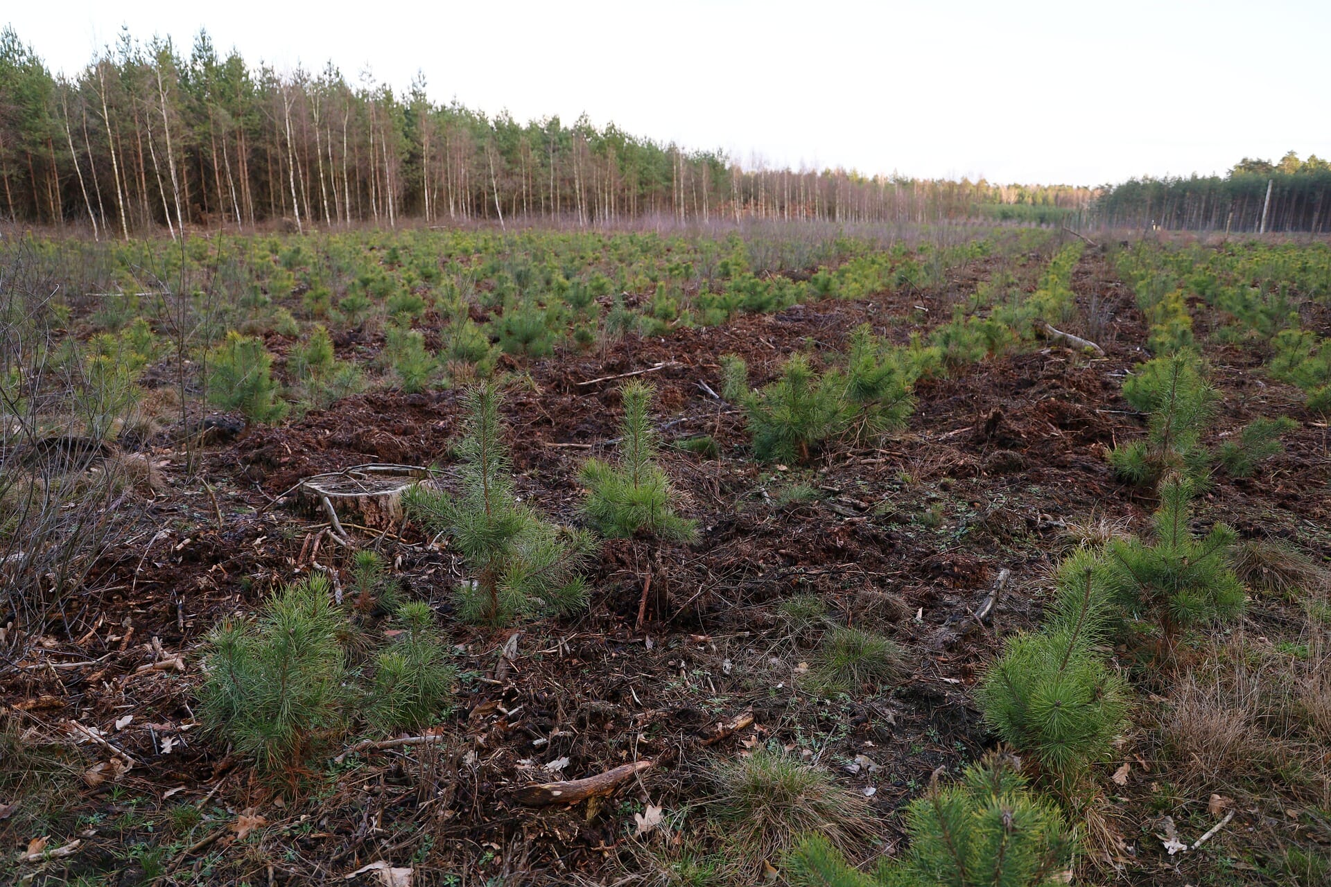 pine-trees-4869033_1920.jpg?w=1024&h=683&scale